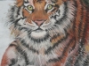 Tiger in the Snow - Pastel Painting by Lisa Young