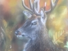 Pastel of White Tail Deer