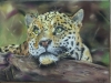Pastel Painting of Leopard