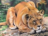 Colored Pencil Drawing, Mary Adult Student