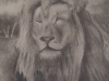 Lion by Ananya