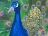 Peacock by Ananya
