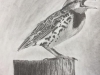 pencil bird