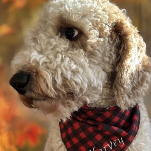 Flannel Dog Bandana Customized and Reversible with Name on Both Sides